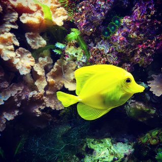 Rated #3: Saltwater Fish Stocking In 55 Gallons Tank - Yellow tang Rated #3: Saltwater Fish Stocking In 55 Gallons Tank - Yellow tang