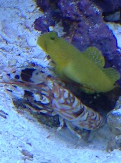 Rated #5: Saltwater Fish Stocking In 29 Gallons Tank - Best Buds Rated #5: Saltwater Fish Stocking In 29 Gallons Tank - Best Buds
