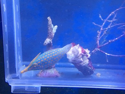 Rated #4: Saltwater Fish Stocking In 90 Gallons Tank - Orange spotted filefish training onto masstick and flake.
4 weeks and feeding in main tank now. Rated #4: Saltwater Fish Stocking In 90 Gallons Tank - Orange spotted filefish training onto masstick and flake.
4 weeks and feeding in main tank now.