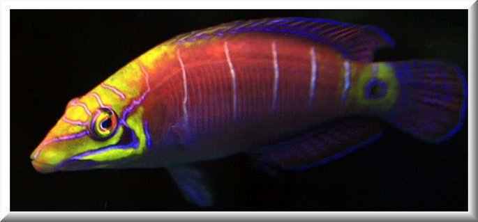 Rated #9: Saltwater Fish - Pseudocheilinus Ocellatus - Mystery Wrasse Stocking In 500 Gallons Tank - Latin Name Pseudocheilinus ocellatus
Common Name Mystery Wrasse
An ideal fish for the reef aquarium, this recently described species was collected for the trade long before it was described. Once thought to occur only in a few isolated areas, it has been recorded from Australia, Marshall Islands and other locations throughout the Indo-Pacific. Found only in deep water, further exploration will likely expand its range. Bold and hardy with a great appetite, The Five Bar Wrasse is ideal for the reef or fish only aquarium. Also known as Rated #9: Saltwater Fish - Pseudocheilinus Ocellatus - Mystery Wrasse Stocking In 500 Gallons Tank - Latin Name Pseudocheilinus ocellatus
Common Name Mystery Wrasse
An ideal fish for the reef aquarium, this recently described species was collected for the trade long before it was described. Once thought to occur only in a few isolated areas, it has been recorded from Australia, Marshall Islands and other locations throughout the Indo-Pacific. Found only in deep water, further exploration will likely expand its range. Bold and hardy with a great appetite, The Five Bar Wrasse is ideal for the reef or fish only aquarium. Also known as "Mystery Wrasse" and "Tail Spot Wrasse". Average size is around 1"-2".