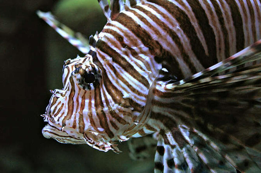 Rated #10: Saltwater Fish - Pterois Volitans - Volitan Lionfish - mi class lion fish Rated #10: Saltwater Fish - Pterois Volitans - Volitan Lionfish - mi class lion fish