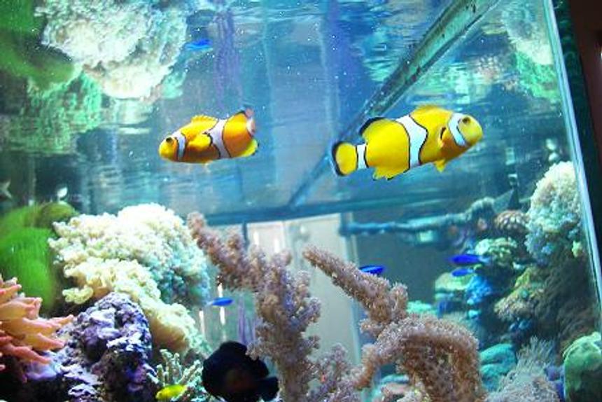 Rated #38: Saltwater Fish - Amphiprion Clarkii - Clarkii Clownfish Stocking In 120 Gallons Tank - HERE Rated #38: Saltwater Fish - Amphiprion Clarkii - Clarkii Clownfish Stocking In 120 Gallons Tank - HERE'S MY CLOWNS, CORAL BEAUTY,