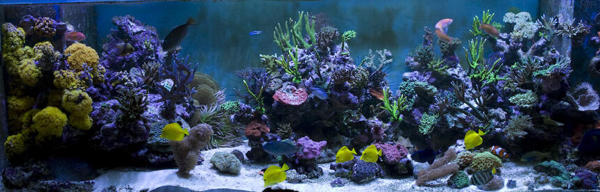 Rated #9: Saltwater Fish - Zebrasoma Flavescens - Yellow Tang - Hawaii Stocking In 400 Gallons Tank - 7.5 ft Long - 3 ft Wide - 2.5ft High
6 Ft Sump = 400 UK Gallons
8 Streams all hidden in Weirs
GHL Profilux
4 * 400 Watt Halides with Coralview Electronic Ballasts and Luminarc 3 Reflectors. Currently using 20k Radium lamps
Aquamedic 5000 Twin Skimmer
Aquamedic Titan 2000 Chiller
2 * 150 gallon water change VATS Rated #9: Saltwater Fish - Zebrasoma Flavescens - Yellow Tang - Hawaii Stocking In 400 Gallons Tank - 7.5 ft Long - 3 ft Wide - 2.5ft High
6 Ft Sump = 400 UK Gallons
8 Streams all hidden in Weirs
GHL Profilux
4 * 400 Watt Halides with Coralview Electronic Ballasts and Luminarc 3 Reflectors. Currently using 20k Radium lamps
Aquamedic 5000 Twin Skimmer
Aquamedic Titan 2000 Chiller
2 * 150 gallon water change VATS