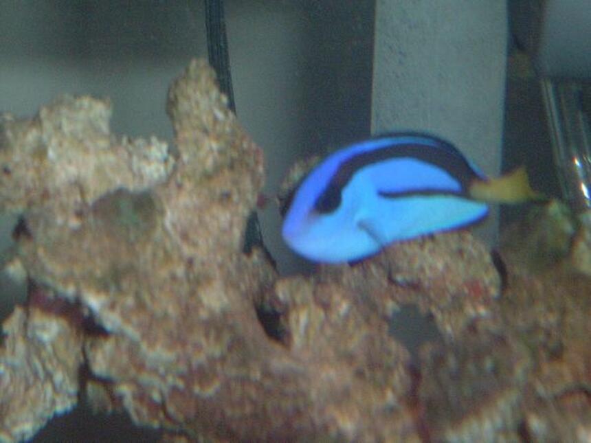 Rated #59: Saltwater Fish - Paracanthurus Hepatus - Blue Tang Stocking In 36 Gallons Tank - Regal Tang Rated #59: Saltwater Fish - Paracanthurus Hepatus - Blue Tang Stocking In 36 Gallons Tank - Regal Tang