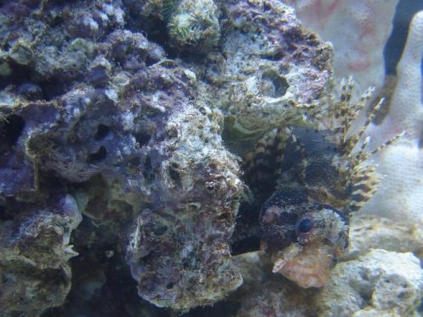 Rated #37: Saltwater Fish - Dendrochirus Brachypterus - Fuzzy Dwarf Lionfish Stocking In 72 Gallons Tank - Fuzzy Dwarf Lion named Bubba Rated #37: Saltwater Fish - Dendrochirus Brachypterus - Fuzzy Dwarf Lionfish Stocking In 72 Gallons Tank - Fuzzy Dwarf Lion named Bubba