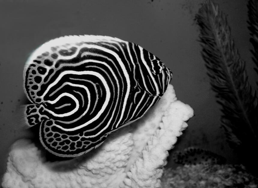 Rated #11: Saltwater Fish - Pomacanthus Imperator - Imperator Angelfish Stocking In 75 Gallons Tank - Juvenile imperator angelfish.
Image captured at local fish store.
One day I will set up a tank for these stunning fish. Rated #11: Saltwater Fish - Pomacanthus Imperator - Imperator Angelfish Stocking In 75 Gallons Tank - Juvenile imperator angelfish.
Image captured at local fish store.
One day I will set up a tank for these stunning fish.