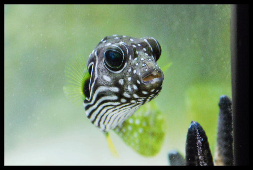 Rated #5: Saltwater Fish - Arothron Hispidus - Stars And Stripes Puffer Stocking In 90 Gallons Tank - puffy stars and stripes puffer Rated #5: Saltwater Fish - Arothron Hispidus - Stars And Stripes Puffer Stocking In 90 Gallons Tank - puffy stars and stripes puffer