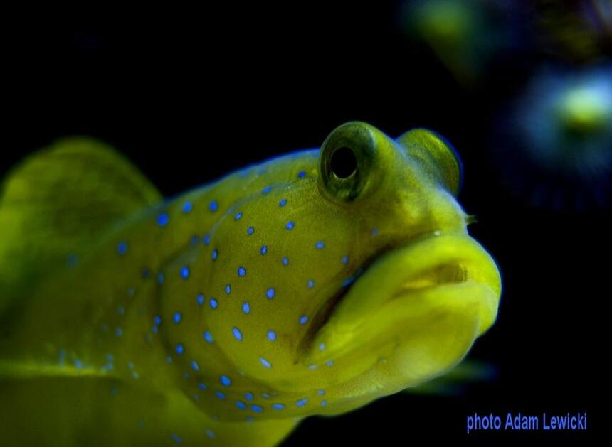 Rated #1: Saltwater Fish - Cryptocentrus Cinctus - Yellow Watchman Goby Stocking In 540 Gallons Tank - macro1 Rated #1: Saltwater Fish - Cryptocentrus Cinctus - Yellow Watchman Goby Stocking In 540 Gallons Tank - macro1