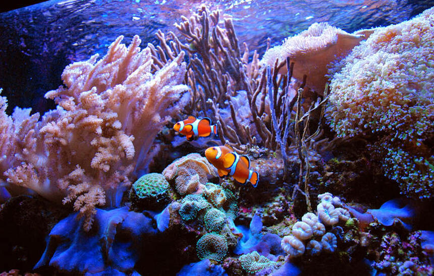 Rated #2: Saltwater Fish - Amphiprion Percula - True Percula Clownfish Stocking In 125 Gallons Tank - Perculas at home Rated #2: Saltwater Fish - Amphiprion Percula - True Percula Clownfish Stocking In 125 Gallons Tank - Perculas at home