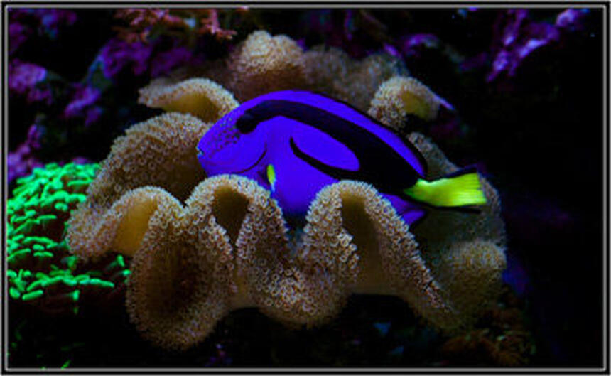 Rated #10: Saltwater Fish - Paracanthurus Hepatus - Blue Tang - rate it Rated #10: Saltwater Fish - Paracanthurus Hepatus - Blue Tang - rate it