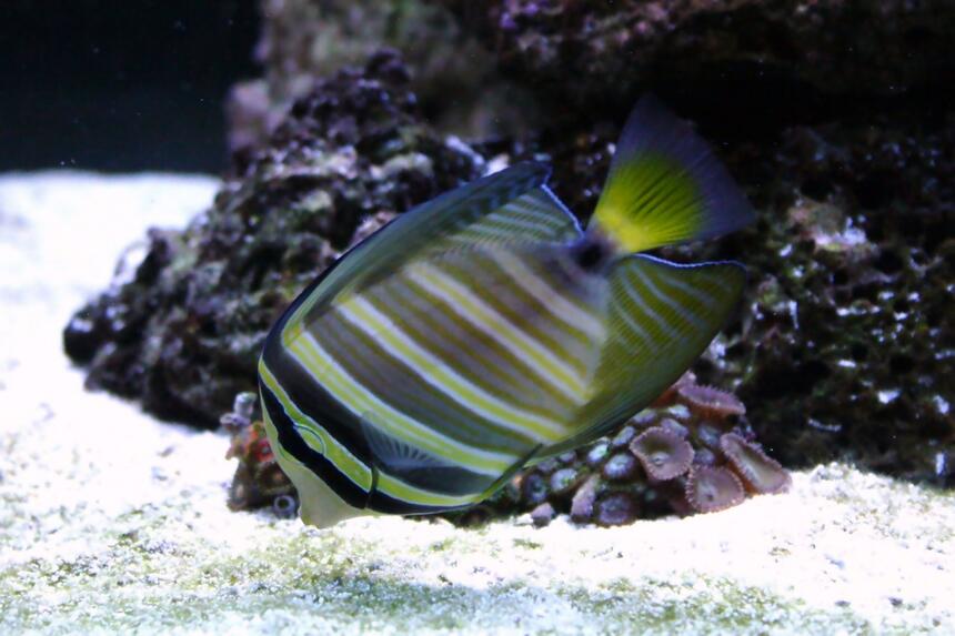 Rated #7: Saltwater Fish - Zebrasoma Veliferum - Sailfin Tang Stocking In 90 Gallons Tank - Sailfin Rated #7: Saltwater Fish - Zebrasoma Veliferum - Sailfin Tang Stocking In 90 Gallons Tank - Sailfin