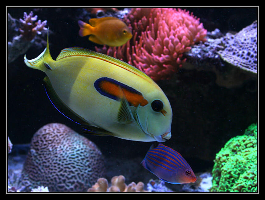 Rated #3: Saltwater Fish - Acanthurus Olivaceous - Orangeshoulder Tang Stocking In 554 Gallons Tank - acanthurus Olivaceus Rated #3: Saltwater Fish - Acanthurus Olivaceous - Orangeshoulder Tang Stocking In 554 Gallons Tank - acanthurus Olivaceus
