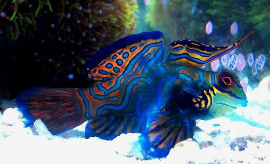 Rated #1: Saltwater Fish - Synchiropus Splendidus - Green Mandarin Stocking In 70 Gallons Tank - My Mandarin Dragonet Rated #1: Saltwater Fish - Synchiropus Splendidus - Green Mandarin Stocking In 70 Gallons Tank - My Mandarin Dragonet