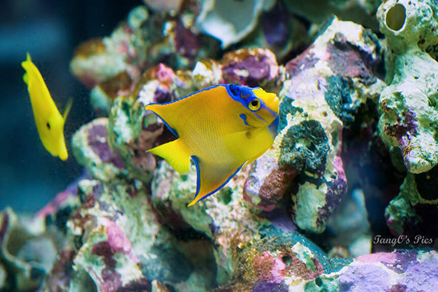 Rated #5: Saltwater Fish - Holacanthus Ciliaris - Queen Angelfish Stocking In 150 Gallons Tank - Queen Angel with YT Rated #5: Saltwater Fish - Holacanthus Ciliaris - Queen Angelfish Stocking In 150 Gallons Tank - Queen Angel with YT
