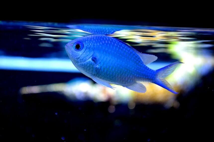 Rated #9: Saltwater Fish - Chromis Viridis - Blue/green Reef Chromis Stocking In 200 Gallons Tank - Chromis in Space Rated #9: Saltwater Fish - Chromis Viridis - Blue/green Reef Chromis Stocking In 200 Gallons Tank - Chromis in Space