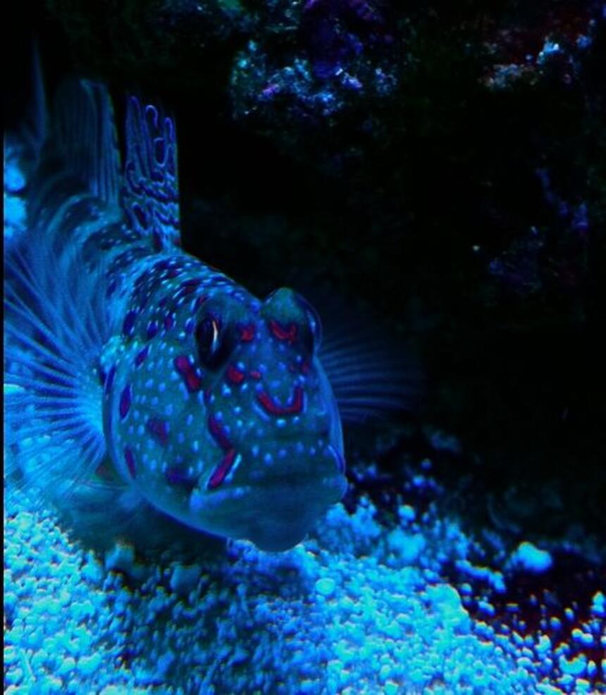 Rated #2: Saltwater Fish - Cryptocentrus Leptocephalus - Pink Spotted Watchman Goby Stocking In 65 Gallons Tank - Pink spot shrimp goby Rated #2: Saltwater Fish - Cryptocentrus Leptocephalus - Pink Spotted Watchman Goby Stocking In 65 Gallons Tank - Pink spot shrimp goby