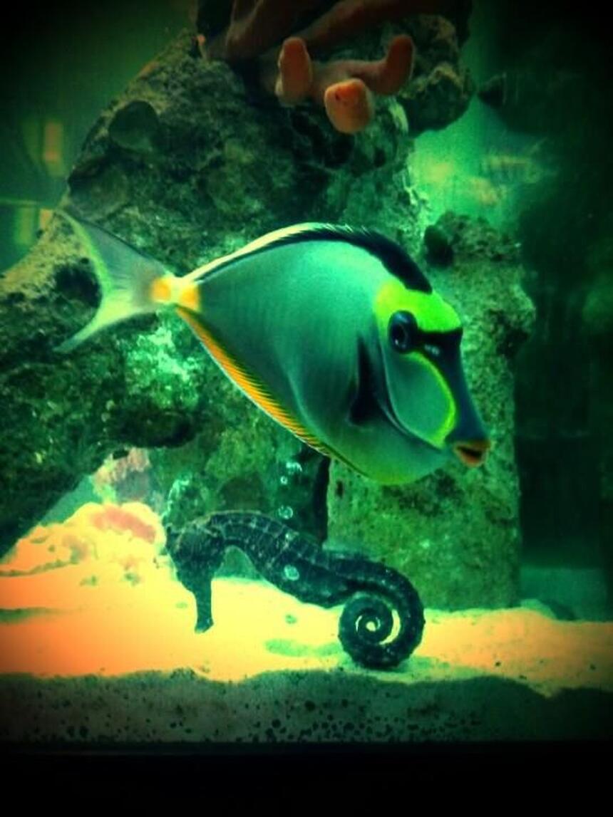 Rated #6: Saltwater Fish - Naso Lituratus - Naso Tang Stocking In 120 Gallons Tank - Naso Tang and Kuda Seahorse are Lovers! Rated #6: Saltwater Fish - Naso Lituratus - Naso Tang Stocking In 120 Gallons Tank - Naso Tang and Kuda Seahorse are Lovers!