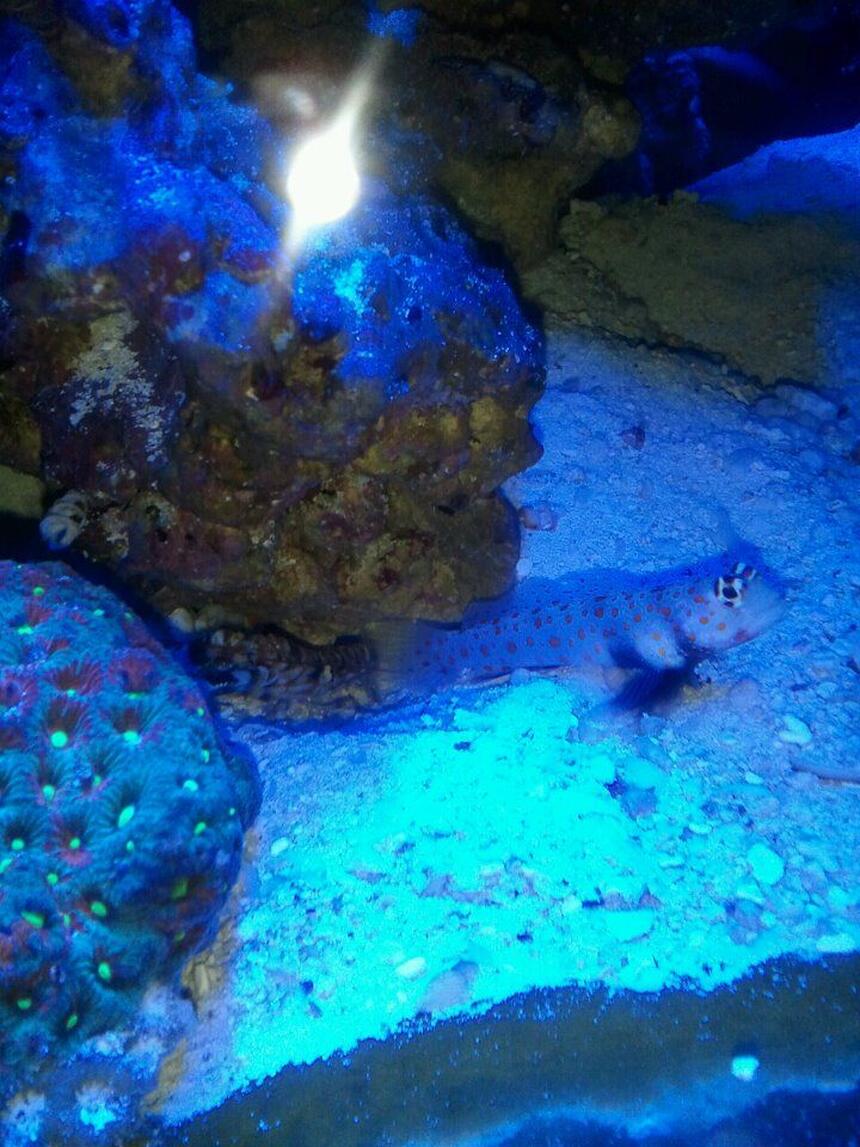 Rated #8: Saltwater Fish - Amblyeleotris Guttata - Orange Spotted Goby Stocking In 60 Gallons Tank - orange spotted goby paired with pistol shrimp. Rated #8: Saltwater Fish - Amblyeleotris Guttata - Orange Spotted Goby Stocking In 60 Gallons Tank - orange spotted goby paired with pistol shrimp.