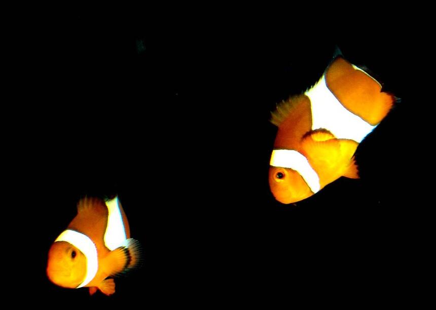 Rated #29: Saltwater Fish - Amphiprion Percula - True Percula Clownfish Stocking In 80 Gallons Tank - My Clown Fish Rated #29: Saltwater Fish - Amphiprion Percula - True Percula Clownfish Stocking In 80 Gallons Tank - My Clown Fish