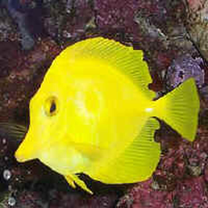 Rated #57: Saltwater Fish - Zebrasoma Flavescens - Yellow Tang - Hawaii Stocking In 29 Gallons Tank - My Yellow tang Rated #57: Saltwater Fish - Zebrasoma Flavescens - Yellow Tang - Hawaii Stocking In 29 Gallons Tank - My Yellow tang