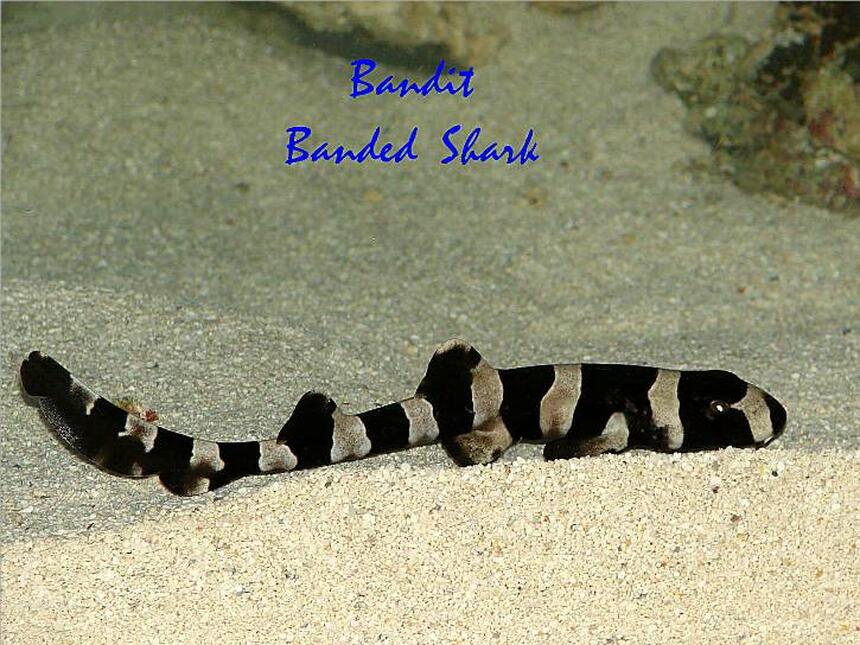 Rated #13: Saltwater Fish - Chiloscyllium Punctatum - Cat Shark, Black Banded Stocking In 300 Gallons Tank - Banded Shark Rated #13: Saltwater Fish - Chiloscyllium Punctatum - Cat Shark, Black Banded Stocking In 300 Gallons Tank - Banded Shark