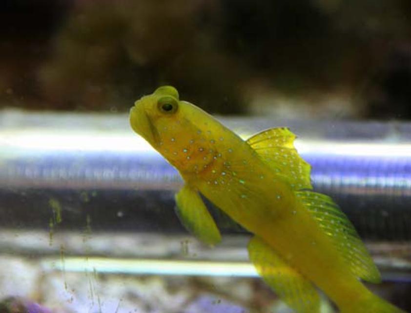 Rated #44: Saltwater Fish - Cryptocentrus Cinctus - Yellow Watchman Goby Stocking In 20 Gallons Tank - Yellow Watchman Goby
He came out for a rare photo op. I had to stay hidden around the corner perfectly still for about 15 minutes to get this shot. Rated #44: Saltwater Fish - Cryptocentrus Cinctus - Yellow Watchman Goby Stocking In 20 Gallons Tank - Yellow Watchman Goby
He came out for a rare photo op. I had to stay hidden around the corner perfectly still for about 15 minutes to get this shot.