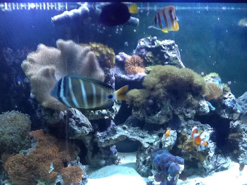 Rated #7: Saltwater Fish - Chelmon Rostratus - Copperband Butterflyfish Stocking In 72 Gallons Tank - My 72 bow front Rated #7: Saltwater Fish - Chelmon Rostratus - Copperband Butterflyfish Stocking In 72 Gallons Tank - My 72 bow front