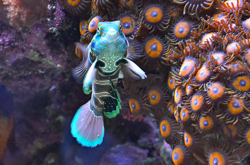 Rated #4: Saltwater Fish - Spotted Mandarin (synchiropus Pi Stocking In 240 Gallons Tank - My Green spotted Dragonet Rated #4: Saltwater Fish - Spotted Mandarin (synchiropus Pi Stocking In 240 Gallons Tank - My Green spotted Dragonet