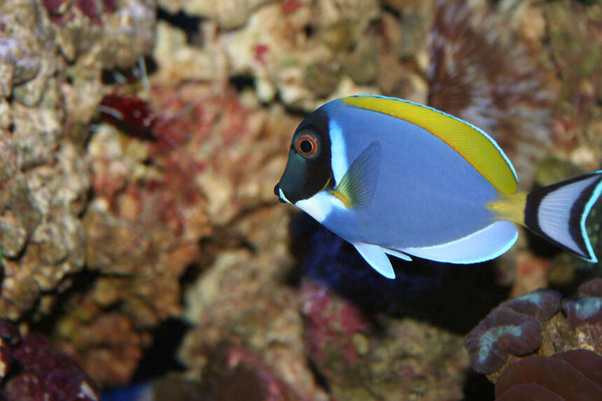 Rated #9: Saltwater Fish - Acanthurus Leucosternon - Powder Blue Tang Stocking In 100 Gallons Tank - This is my Powder Blue Tang named Dora. These fish are supposed to be peaceful, but Dora is the KING FISH in my tank and she doesn Rated #9: Saltwater Fish - Acanthurus Leucosternon - Powder Blue Tang Stocking In 100 Gallons Tank - This is my Powder Blue Tang named Dora. These fish are supposed to be peaceful, but Dora is the KING FISH in my tank and she doesn't let the other fish forget it!