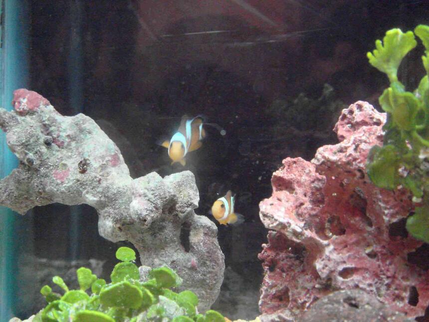 Rated #60: Saltwater Fish - Amphiprion Percula - True Percula Clownfish Stocking In 2 Gallons Tank - trying to figure out new camera... false percs... Rated #60: Saltwater Fish - Amphiprion Percula - True Percula Clownfish Stocking In 2 Gallons Tank - trying to figure out new camera... false percs...