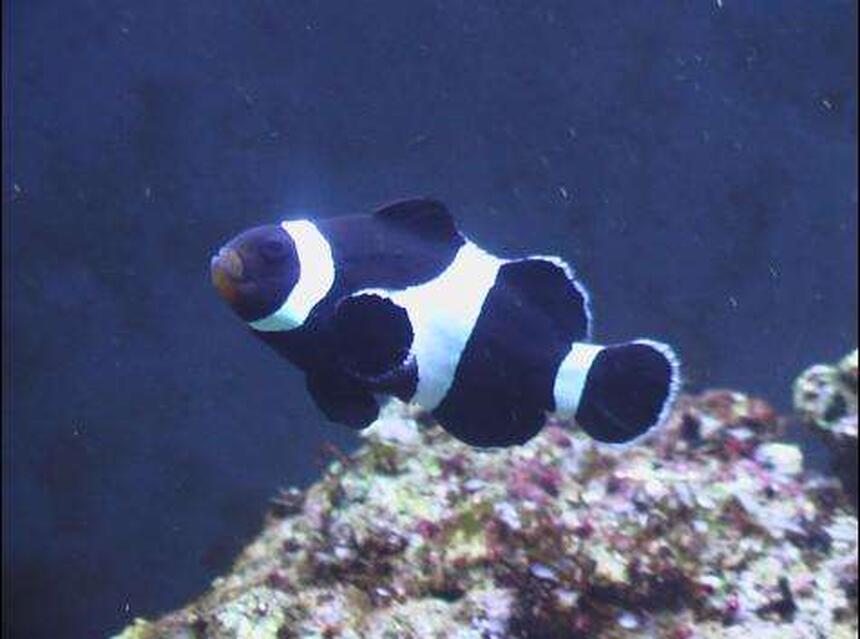 Rated #46: Saltwater Fish - Amphiprion Ocellaris Var. - Black & White Ocellaris Clownfish Stocking In 24 Gallons Tank - here is a crap picture of my clownfish Rated #46: Saltwater Fish - Amphiprion Ocellaris Var. - Black & White Ocellaris Clownfish Stocking In 24 Gallons Tank - here is a crap picture of my clownfish
