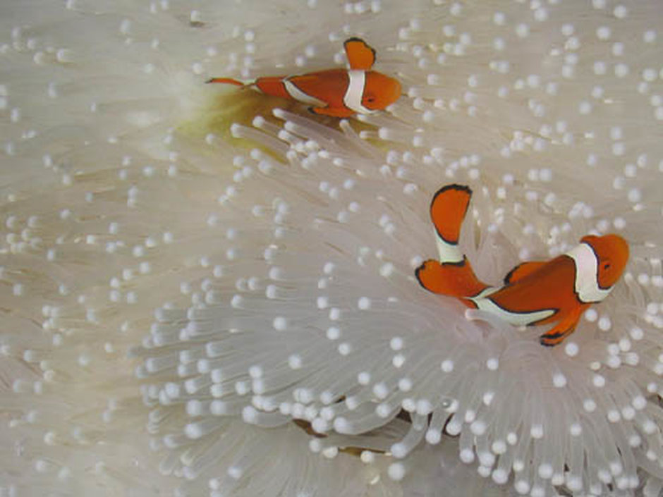 True Percula Clownfish (amphiprion percula) Photo Picture ID 871 True Percula Clownfish (amphiprion percula) Photo Picture ID 871