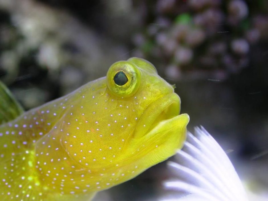 Clown Goby, Yellow (gobiodon okinawae) Photos