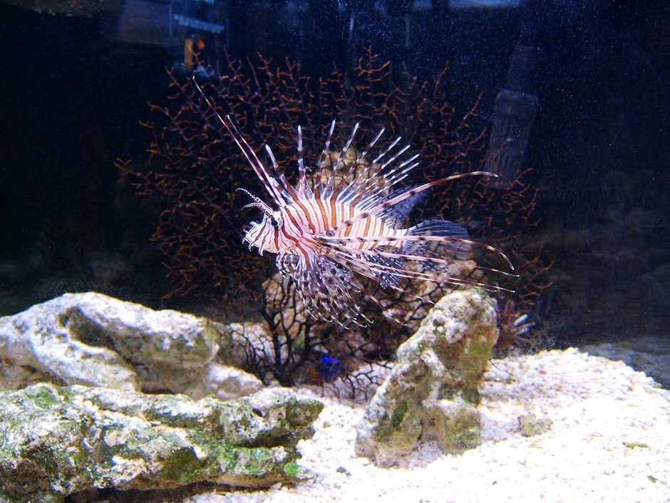 Volitan Lionfish (pterois volitans) Photo Picture ID 15573 Volitan Lionfish (pterois volitans) Photo Picture ID 15573