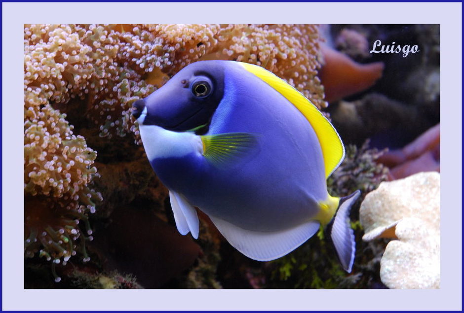 Powder Blue Tang (acanthurus leucosternon) Photo Picture ID 15732 Powder Blue Tang (acanthurus leucosternon) Photo Picture ID 15732