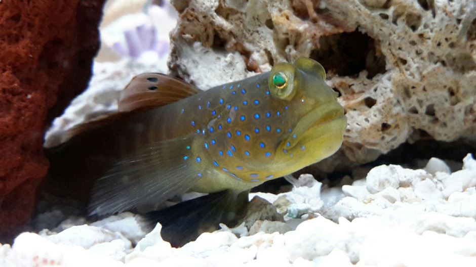 Bluespotted Watchman Goby (Cryptocentrus Pavoninoides) Photos