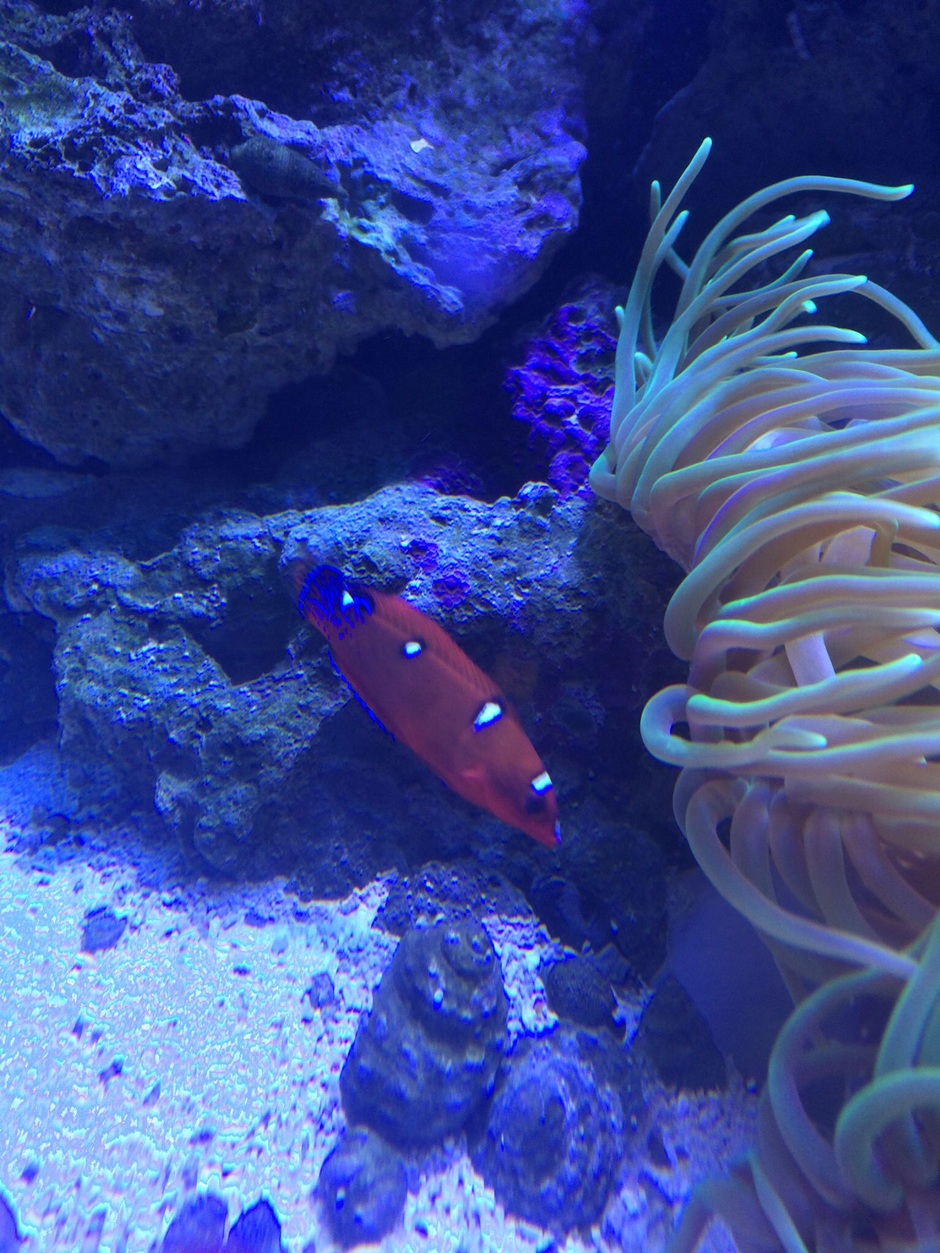 Formosa Wrasse (Coris Formosa) Photos