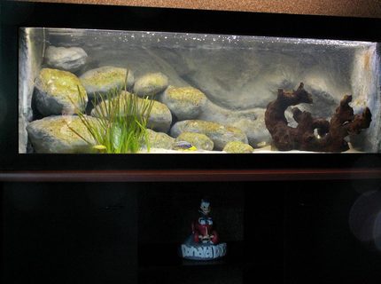 132 gallons freshwater fish tank (mostly fish and non-living decorations) - Overview, the tank has just recently been started on september 25th. It now contains 18 juvenile fish. The aquarium stands on 2 cubes these are linked by a shelf. These parts are all black. The shelf on which the tank is resting is brown and curved at the front side. 132 gallons freshwater fish tank (mostly fish and non-living decorations) - Overview, the tank has just recently been started on september 25th. It now contains 18 juvenile fish. The aquarium stands on 2 cubes these are linked by a shelf. These parts are all black. The shelf on which the tank is resting is brown and curved at the front side.