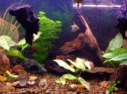 90 gallons freshwater fish tank (mostly fish and non-living decorations) - recently rearranged and a few more plants, with a variety of cichlids including 2 rainbow chichlid's, 4 bristle nose pleco's, 1 pictus catfish, 3 khuli loaches, 1 convict, 1 firemouth, 1 flameback, 3 bolivian butterfly's, 2 red forest jewel's, 1 electric yellow,
1 princess, 2 angel's, 1 sertivum, 2 blood peacocks(not sure about the name), 2 kribensis, clown loach 90 gallons freshwater fish tank (mostly fish and non-living decorations) - recently rearranged and a few more plants, with a variety of cichlids including 2 rainbow chichlid's, 4 bristle nose pleco's, 1 pictus catfish, 3 khuli loaches, 1 convict, 1 firemouth, 1 flameback, 3 bolivian butterfly's, 2 red forest jewel's, 1 electric yellow,
1 princess, 2 angel's, 1 sertivum, 2 blood peacocks(not sure about the name), 2 kribensis, clown loach
