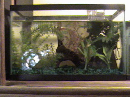 500 gallons freshwater fish tank (mostly fish and non-living decorations) - AN EMPTY ENDLER 500 gallons freshwater fish tank (mostly fish and non-living decorations) - AN EMPTY ENDLER