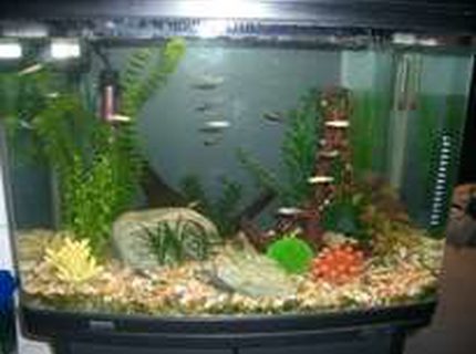 19 gallons freshwater fish tank (mostly fish and non-living decorations) - This is my first tropical tank with glass bloodfin tetras, Cardinal tetras, Penguin Tetras, Gold zebra danios, baby bristlenose, 2 small snails and soon to get juli corys and freshwater angelfish 19 gallons freshwater fish tank (mostly fish and non-living decorations) - This is my first tropical tank with glass bloodfin tetras, Cardinal tetras, Penguin Tetras, Gold zebra danios, baby bristlenose, 2 small snails and soon to get juli corys and freshwater angelfish