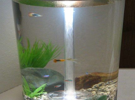 9 gallons freshwater fish tank (mostly fish and non-living decorations) - My First Fish Tank 9 gallons freshwater fish tank (mostly fish and non-living decorations) - My First Fish Tank