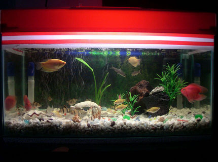 67 gallons freshwater fish tank (mostly fish and non-living decorations) - the picture of my 18 gallon tank 67 gallons freshwater fish tank (mostly fish and non-living decorations) - the picture of my 18 gallon tank