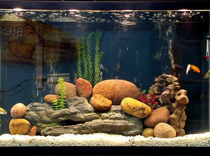 45 gallons freshwater fish tank (mostly fish and non-living decorations) - Better picture, and I moved some stuff around. Some of the guys came out to pose! 45 gallons freshwater fish tank (mostly fish and non-living decorations) - Better picture, and I moved some stuff around. Some of the guys came out to pose!