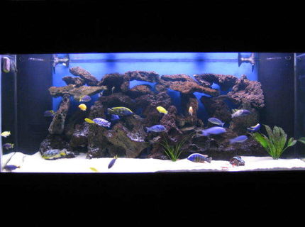 Rated #7: 225 Gallons Freshwater Fish Tank - background shot of my 225 gallon freshwater tank. Rated #7: 225 Gallons Freshwater Fish Tank - background shot of my 225 gallon freshwater tank.