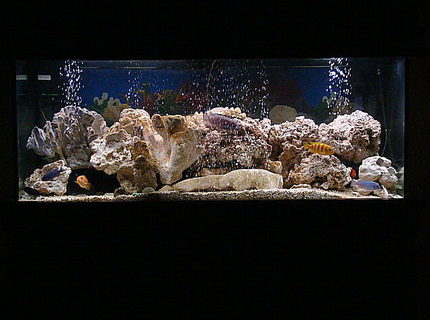 Rated #3: 75 Gallons Freshwater Fish Tank - revamped Rated #3: 75 Gallons Freshwater Fish Tank - revamped
