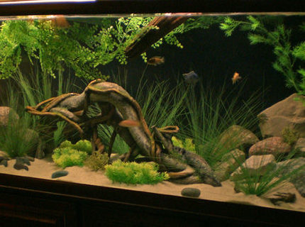 Rated #1: 135 Gallons Freshwater Fish Tank - 135 malawi Rated #1: 135 Gallons Freshwater Fish Tank - 135 malawi
