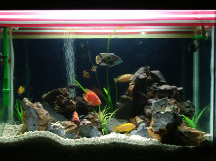 67 gallons freshwater fish tank (mostly fish and non-living decorations) - malawi cichlid tank 67 gallons freshwater fish tank (mostly fish and non-living decorations) - malawi cichlid tank