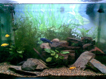 45 gallons freshwater fish tank (mostly fish and non-living decorations) - The Blue Jahanni is a camera hog everytime we took a pic he was in it. The rocks on the bottom where the transcriptus is, is where all the babies hide (really cute at feeding time). And the Sonadontus hides behind all the rocks at the back only popping his head out at night or when it is feeding. (PLEASE FORGIVE THE NAME BEING SPELT INCORRECTLY) 45 gallons freshwater fish tank (mostly fish and non-living decorations) - The Blue Jahanni is a camera hog everytime we took a pic he was in it. The rocks on the bottom where the transcriptus is, is where all the babies hide (really cute at feeding time). And the Sonadontus hides behind all the rocks at the back only popping his head out at night or when it is feeding. (PLEASE FORGIVE THE NAME BEING SPELT INCORRECTLY)