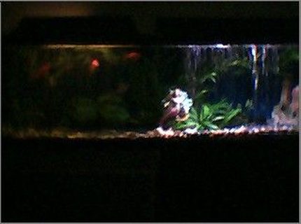 45 gallons freshwater fish tank (mostly fish and non-living decorations) - night and day 45 gallons freshwater fish tank (mostly fish and non-living decorations) - night and day